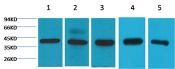 eIF4A1 Mouse Monoclonal Antibody