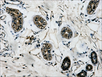 β-tubulin Mouse Monoclonal Antibody