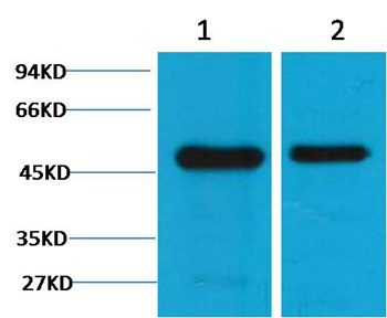 Flotillin-1 Mouse Monoclonal Antibody(6C10)