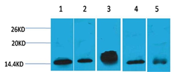 Histone H2B Mouse Monoclonal Antibody