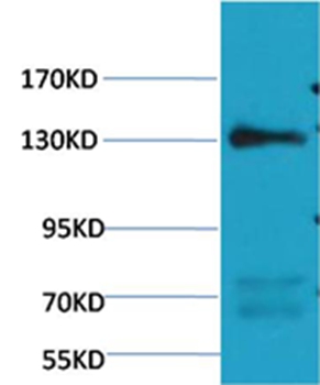 eNOS Mouse Monoclonal Antibody