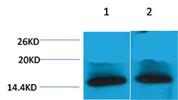 Histone H4(Tri-Methyl-Lys79) Rabbit Polyclonal Antibody