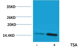 Histone H2A(Acetyl-Lys9) Rabbit Polyclonal Antibody