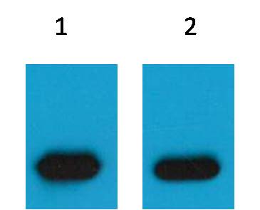 mCherry Mouse Polyclonal Antibody