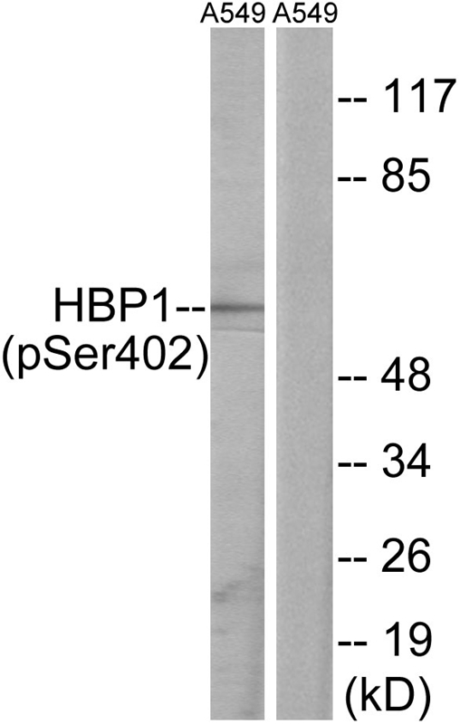 HBP1 (Phospho-Ser402) Antibody