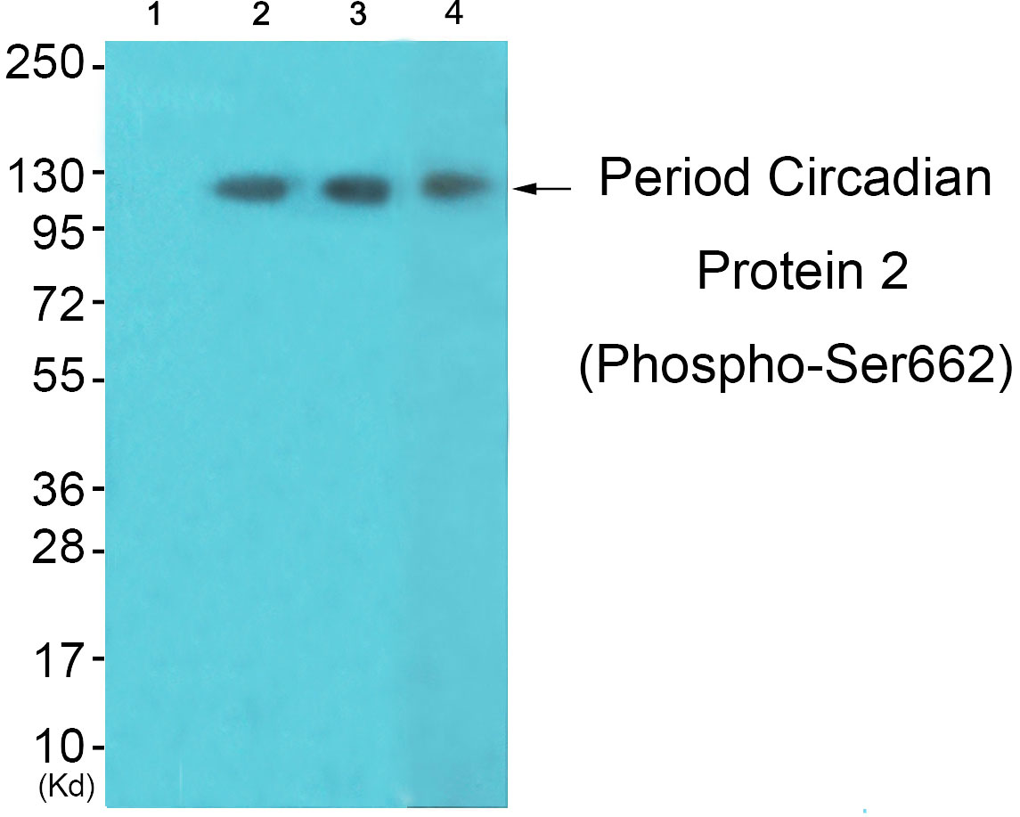 Period Circadian Protein 2 (Phospho-Ser662) Antibody