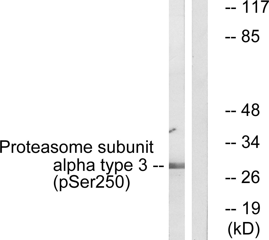 Proteasome α3 (Phospho-Ser250) Antibody