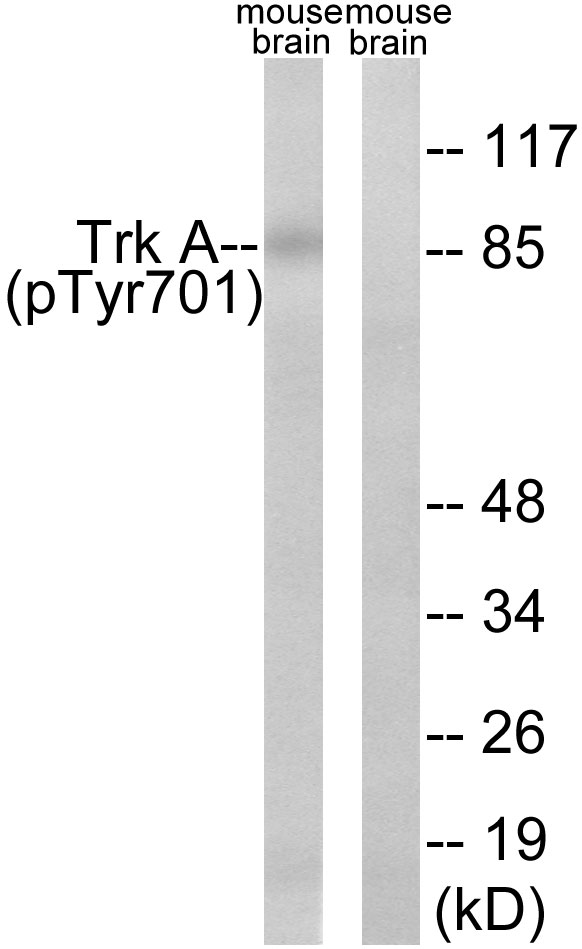 Trk A (Phospho-Tyr701) Antibody