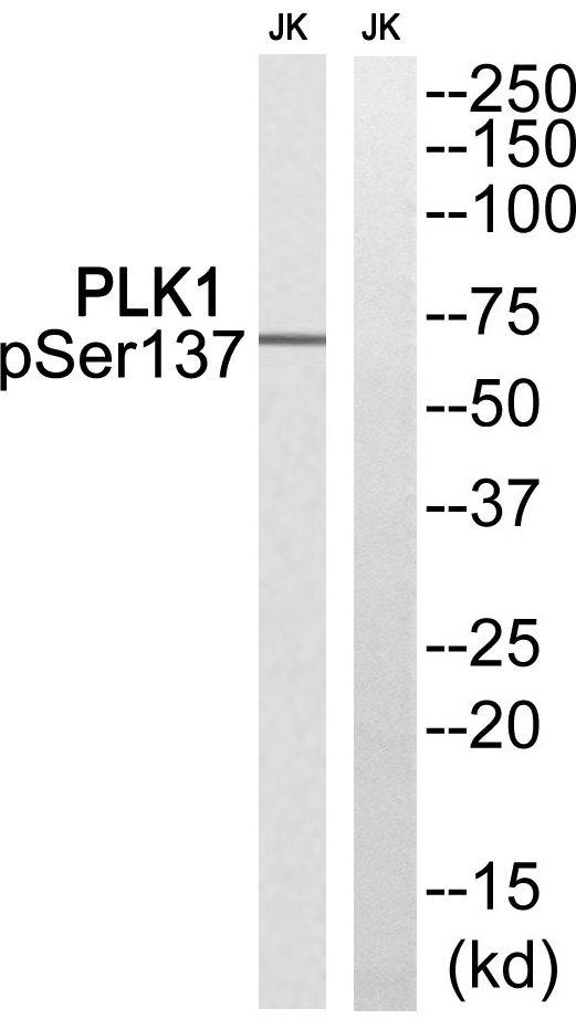 PLK1 (Phospho-Ser137) Antibody