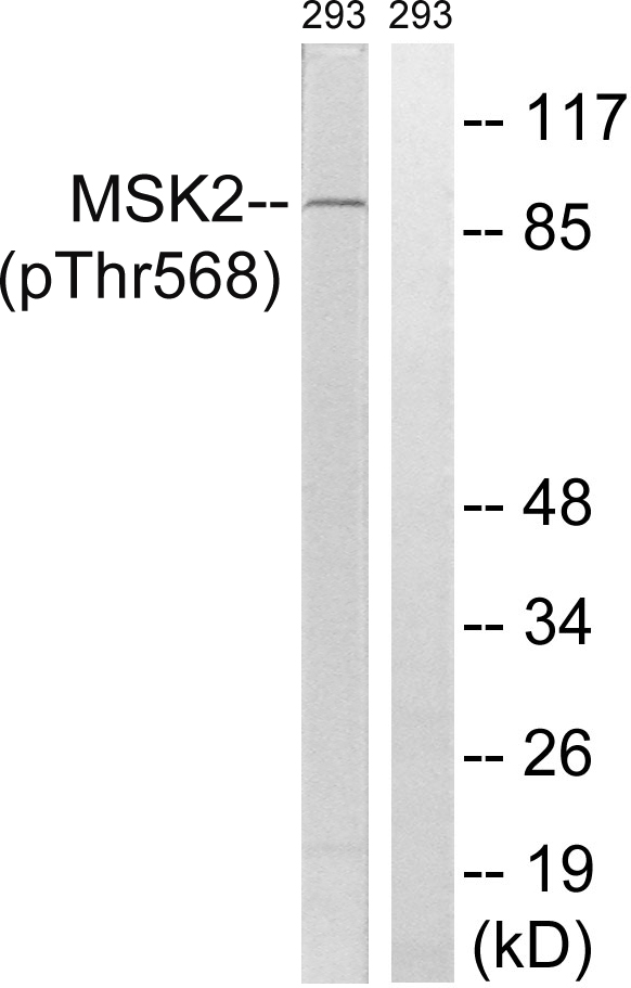 MSK2 (Phospho-Thr568) Antibody