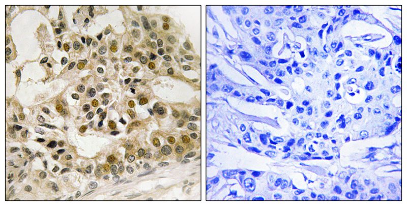 Myb (Phospho-Ser532) Antibody