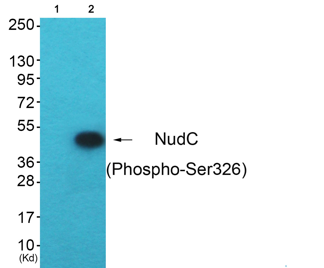 NudC (Phospho-Ser326) Antibody