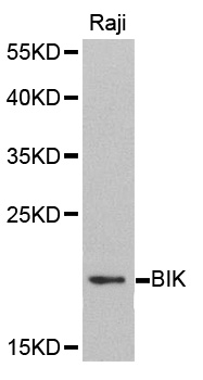 BIK antibody