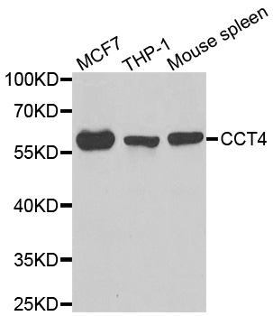 CCT4 antibody