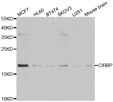 CIRBP antibody