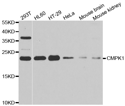 CMPK1 antibody