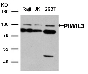 PIWIL3 Antibody