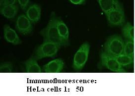 Zyxin Antibody