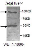 ADAMTS8 Antibody