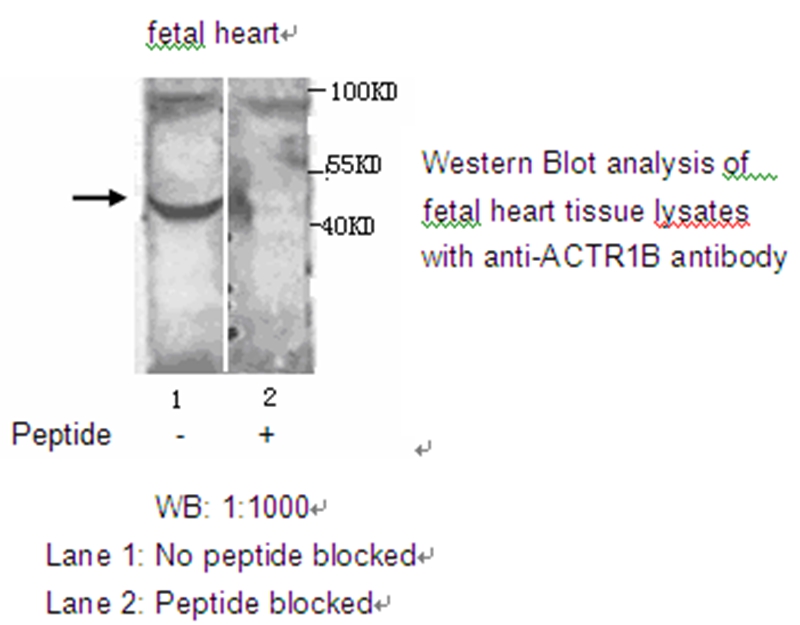 ACTR1B Antibody