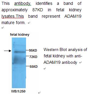 ADAM19 Antibody