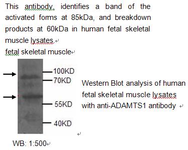 ADAMTS-1 Antibody