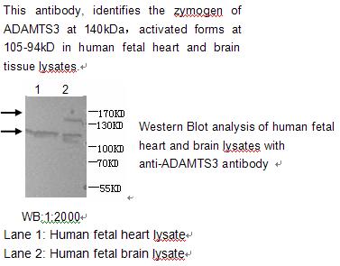 ADAMTS3 Antibody