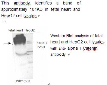 alpha T Catenin Antibody