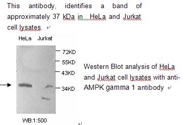 AMPK gamma 1 Antibody