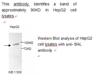 BAL Antibody