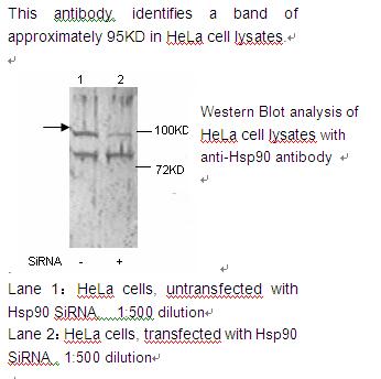 HSP90 alpha Antibody