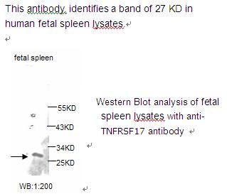 TNF RSF17 Antibody