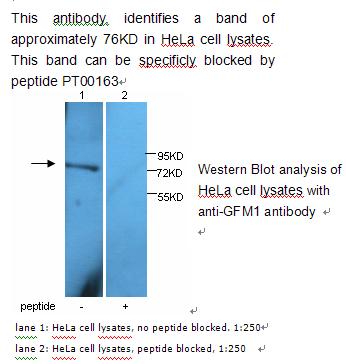 GFM1 Antibody