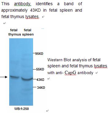 Actin Regulatory Protein CAPG Antibody