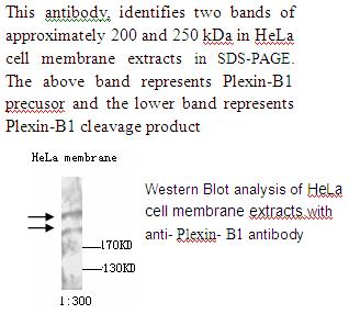 Plexin B1 Antibody