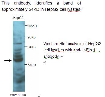 c-Ets 1 Antibody