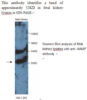 AAMP Antibody