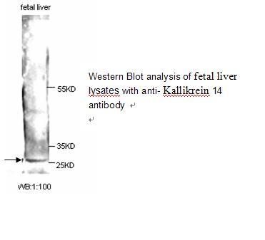 Kallikrein 14 Antibody