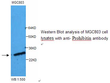 Prohibitin Antibody