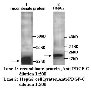 PDGF-C Antibody