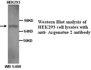 Argonatue 2 Antibody