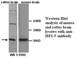 HES-5 Antibody