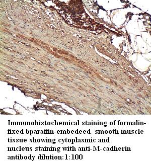 M-cadherin Antibody