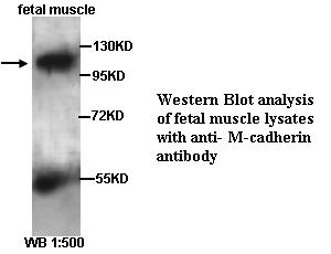 M-cadherin Antibody