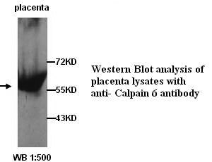 Calpain 6 Antibody