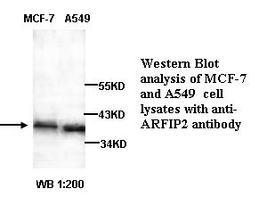 ARFIP2 Antibody