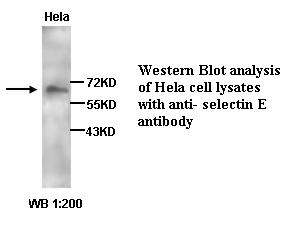  selectin E Antibody