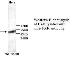 FXR Antibody