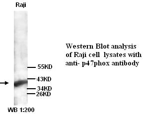 p47phox Antibody