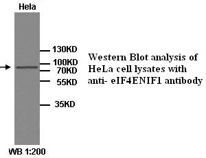 eIF4ENIF1 Antibody